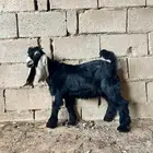 تيس داغور طيب على حليب امه