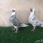 طبات قطيفي للبيع
