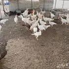 دجاج
