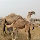للبيع ناقه وضحى عشرى
