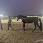فرس شعبي للبيع - جدة