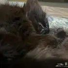 قطط لتبني