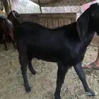 تيوس شحم ولحم للبيع
