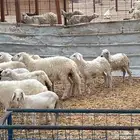 بهم حري للبيع
