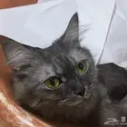 قطة أليفه للبيع مع ملحقاتها