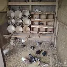 حمام زاجل ومصري وبلدي
