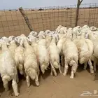 طليان حريه طيبه 50 (تم البيع )