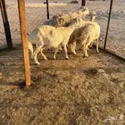 نعاج حريات مضاريع وحدة والد