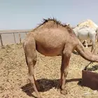 بكره عدله و سمينه للبيع