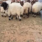 طليان نعيم بلدي