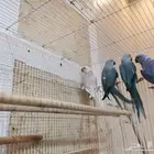 للبيع اجوز بيابي الاحساء