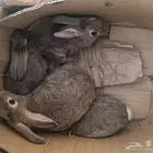 ستة أرانب للبيع