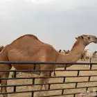 للبيع بكره شماليه حمراء