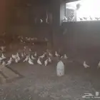 حمام فرنسي