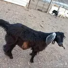 تيوس طيبات للبيع