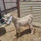 تيس للبيع