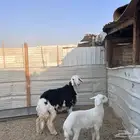 رخل نجديه ذبيحه - تم البيعع