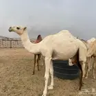 للبيع بكار وضح عددها 7