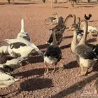 وز بلدي منتج حجم جامبو