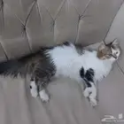 قطط شيرازي للتبني