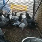 طبات باكستاني للبيع