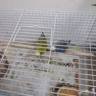 روز كروان بادجي