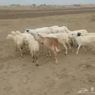 ضان بلدي العدد 15