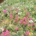 زراعة توريد جميع الشتلات