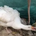 وز مفتل سيباستبول