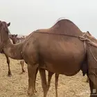 خلفه ساحليه للبيع