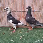 جوز زاجل سباق معه فرخين