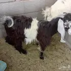 تيوس عوارض للبيع