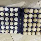 بيض دجاج بلدي وبط مصري