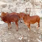 حسلان بلدي للبيع