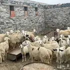 غنم للبيع