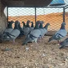 زاجل سباق ذكور ازرق صااافي