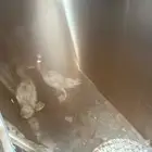 بط للتبني مكه
