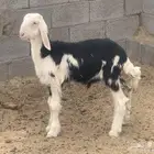 للبيع طليين نجد نظيفة