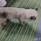 قطط