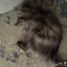 بسه