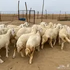 رخال حريه عدد 24 راس