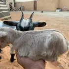 للبيع ماعز قزم