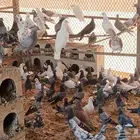 حمام للبيع جمله
