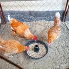 للبيع 2 دجاج و 1 ديك - الجبيل الصناعية