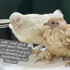 فروخ دجاج كوشن