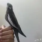 فرخ كروان كوكتيل هولندي عمر اكثر من 50 يوم