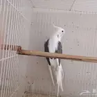ذكر كوكتيل