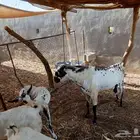 فحل بيشي صنف الصنف