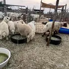 بهم حري ومهجن ونعجه للبيع