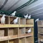 طبات لاحم اناثي 9حبات